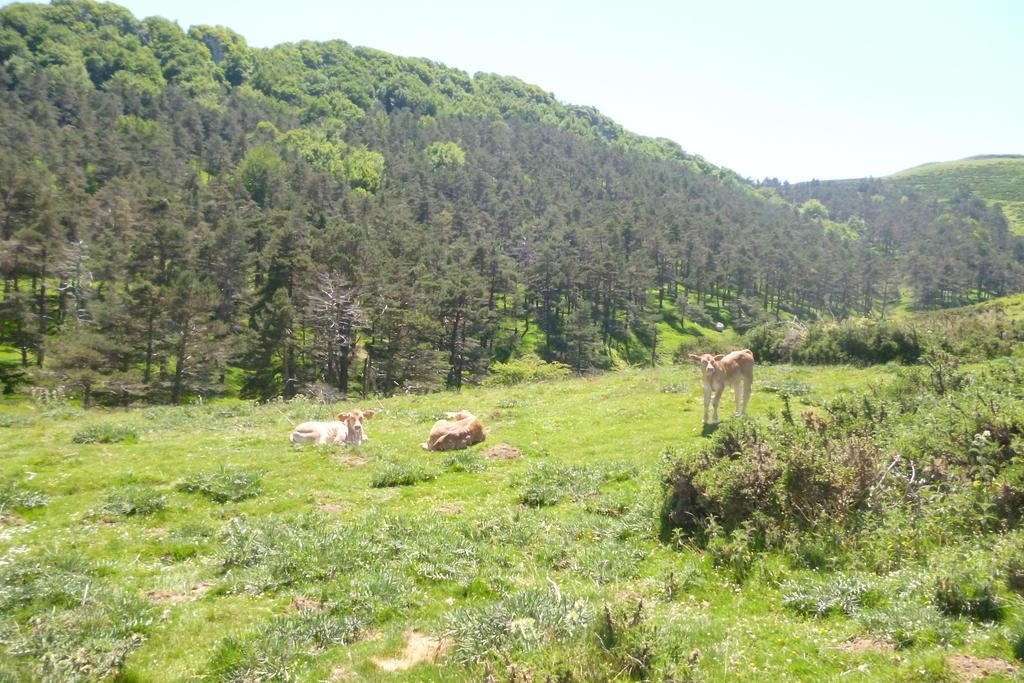 Hostal Betelu Dış mekan fotoğraf